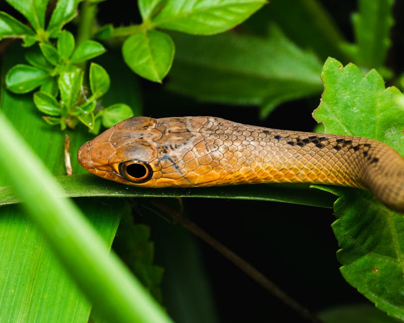 Repotting Your Snake Plant: Ensuring Longevity and Health