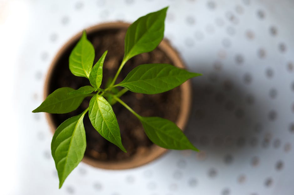 Brighten Up Your Kitchen with Fresh Basil Plants