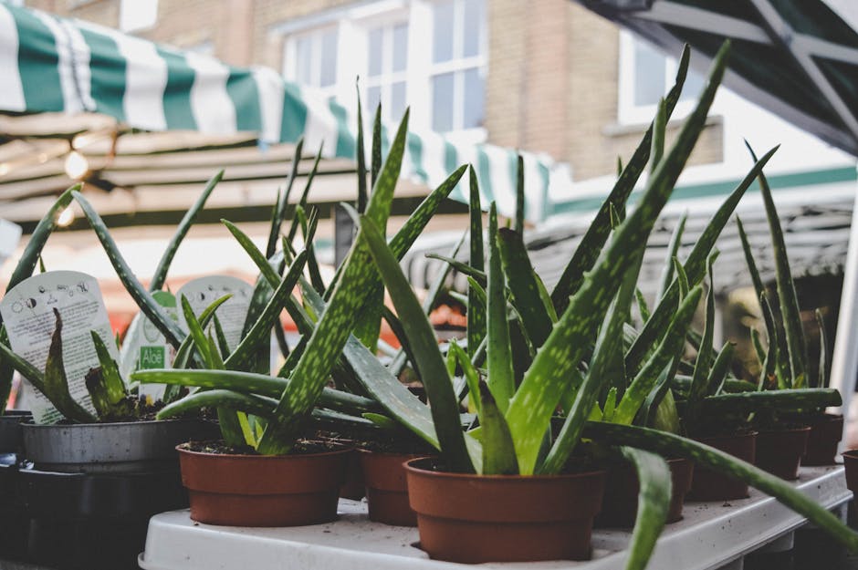 The Ultimate Guide to Potting and Repotting Aloe Vera