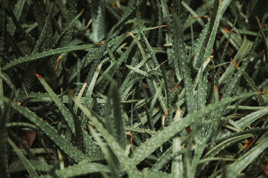 Creating a Green Oasis in Your Bathroom with Aloe Vera