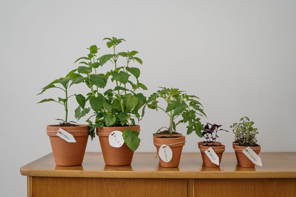 Soil and Fertilizer Essentials for Thriving Indoor Herbs