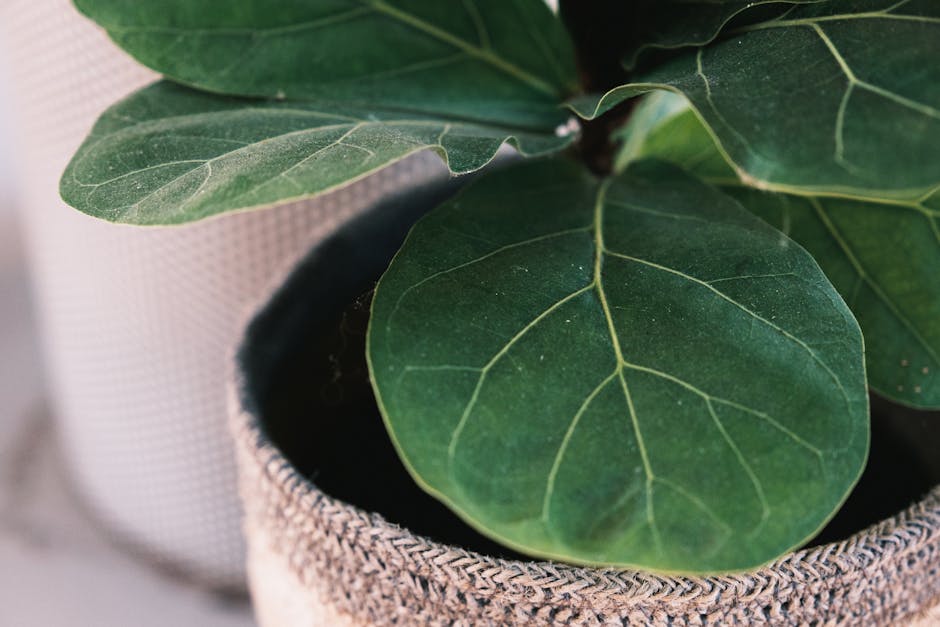 Proper Watering Techniques for Fiddle Leaf Figs