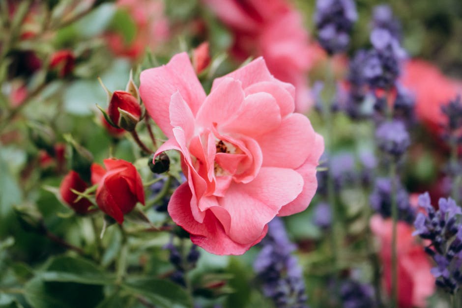 Designing an English Garden with Lavender and Roses