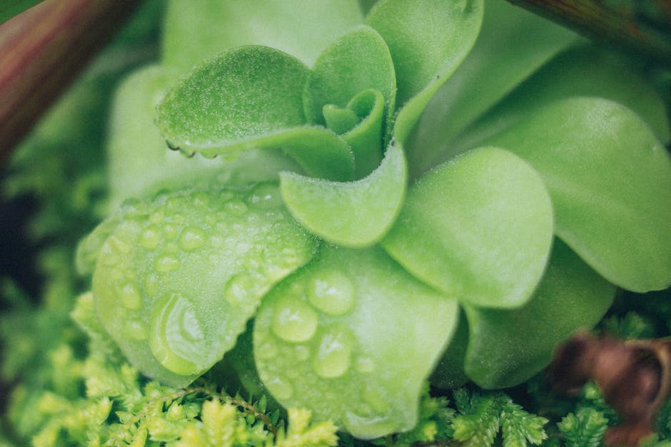 How to Water Succulents: Tips for Avoiding Overwatering