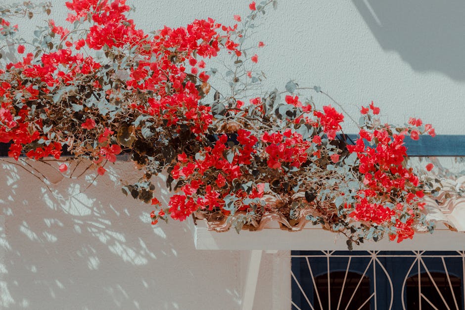 Creating a Mediterranean Courtyard with Jasmine and Bougainvillea